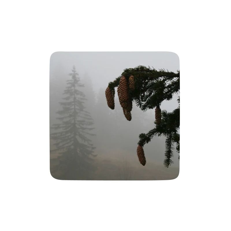 Cloud Forest Cone Magic / Feldberg