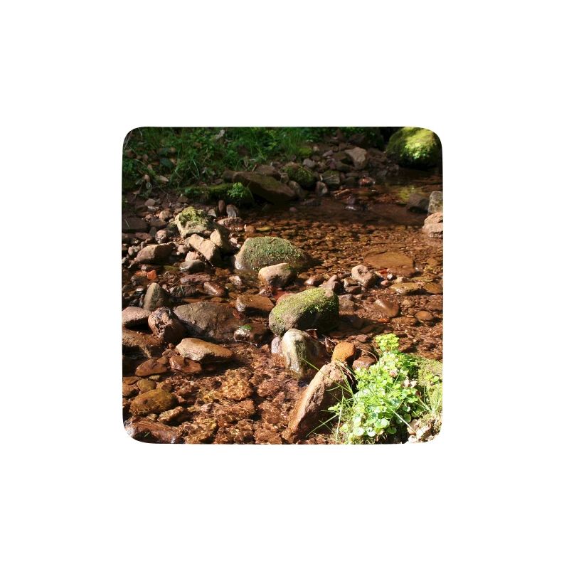 Black Forest Forest Stream