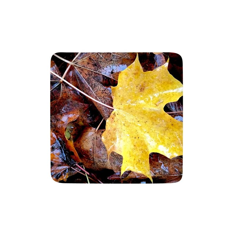 Yellow maple leaf also rainy autumn carpet