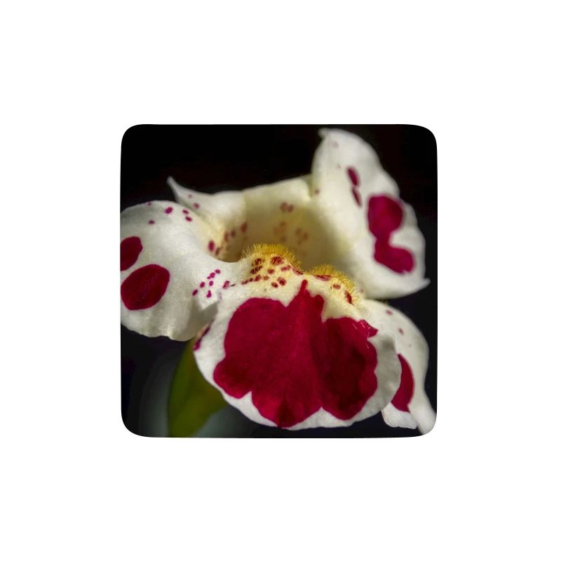 White flower with ruby spots
