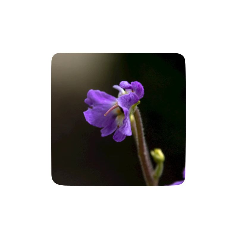 Violette Wildblume Muster