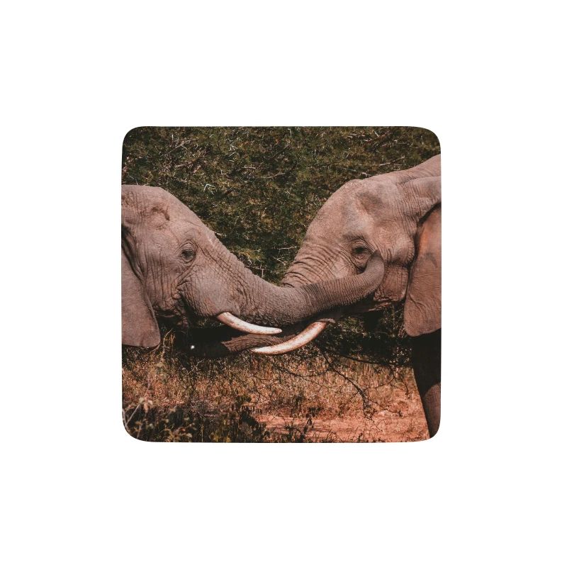 Elephants Intertwining Trunks 