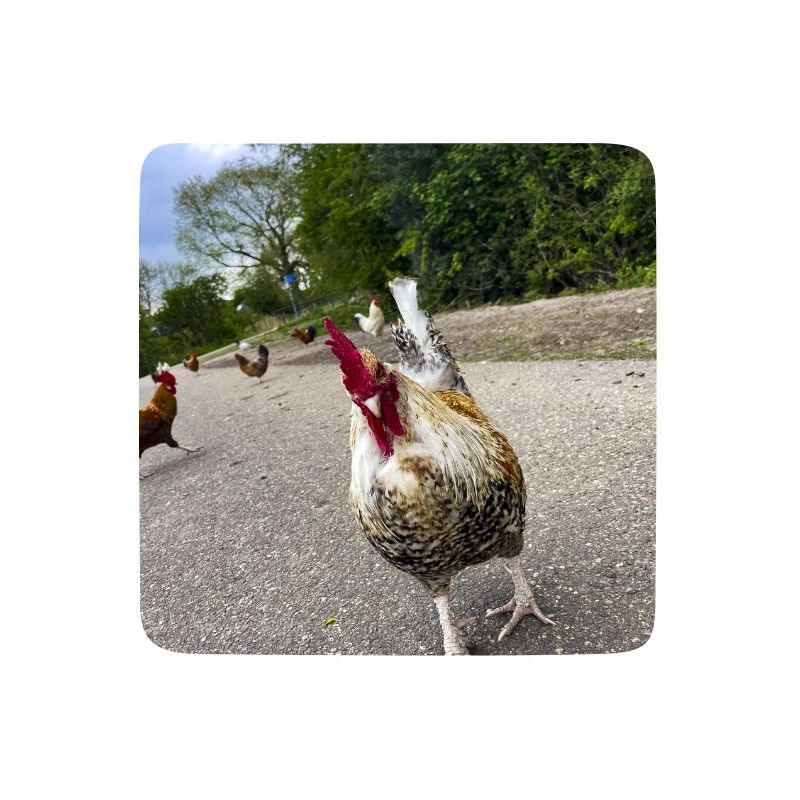 Bist du ein Huhn??