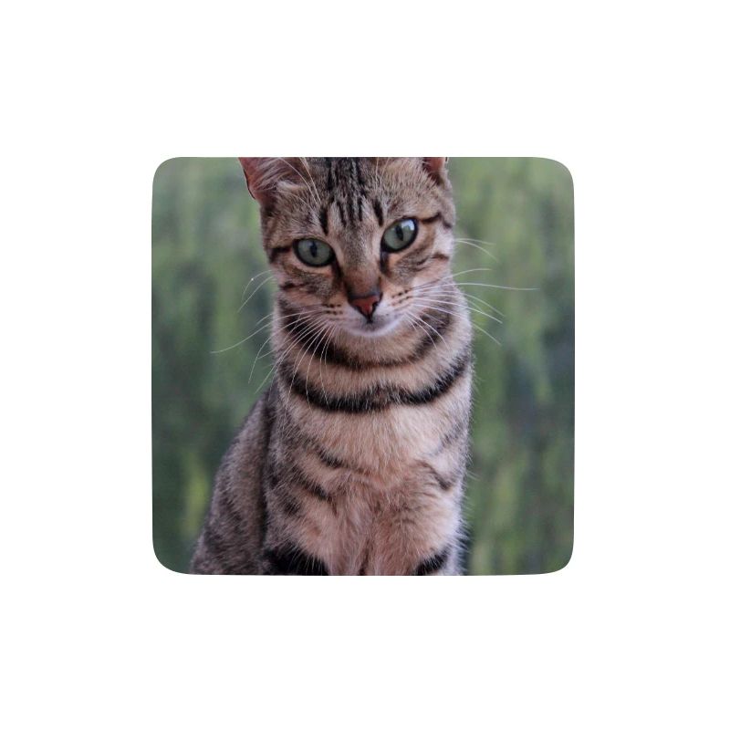 Katze Kätzchen