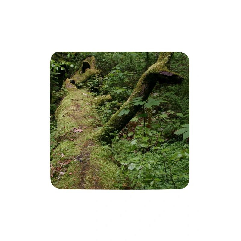 Mossy tree trunk / Northern Black Forest Monbachtal