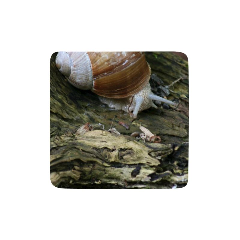 snail