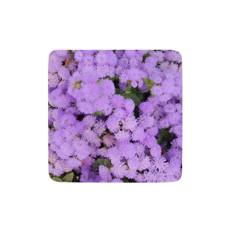 Mer duveteuse de fleurs de pompons