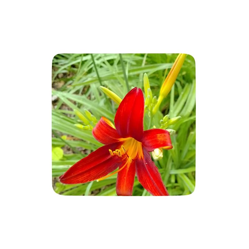 LYS DE FEU