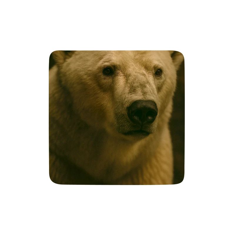Tiere - Eisbär