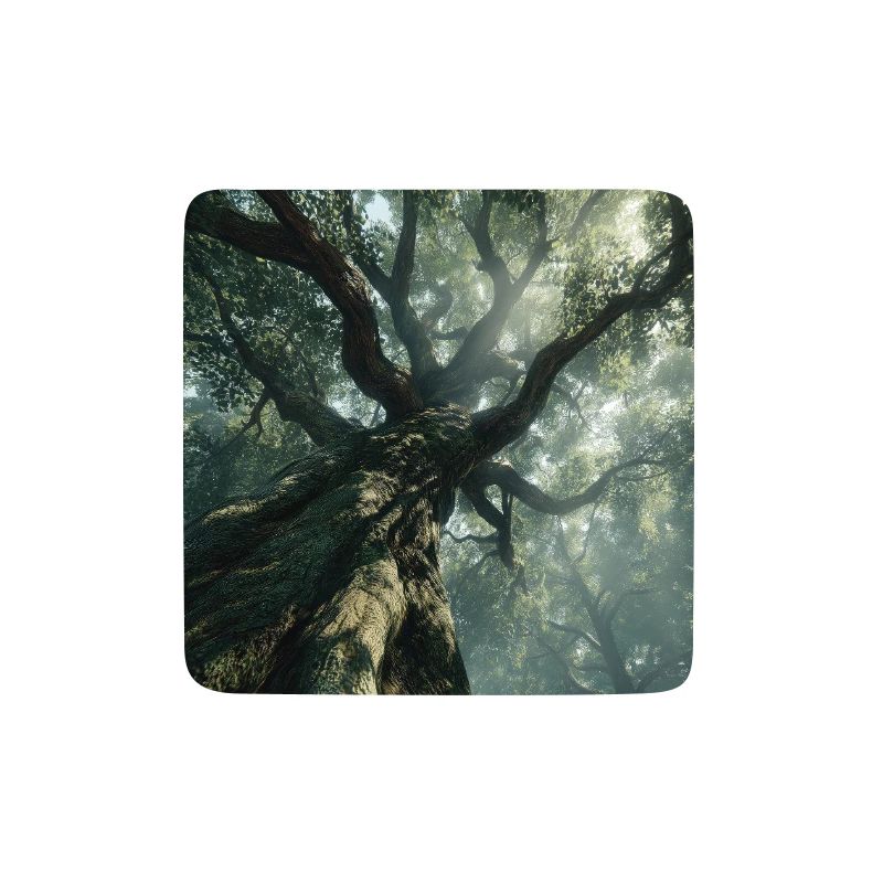 Ancient Forest Light