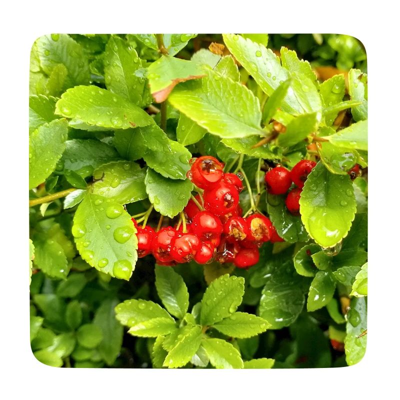 Mediterranean Firethorn / Pyracantha coccinea