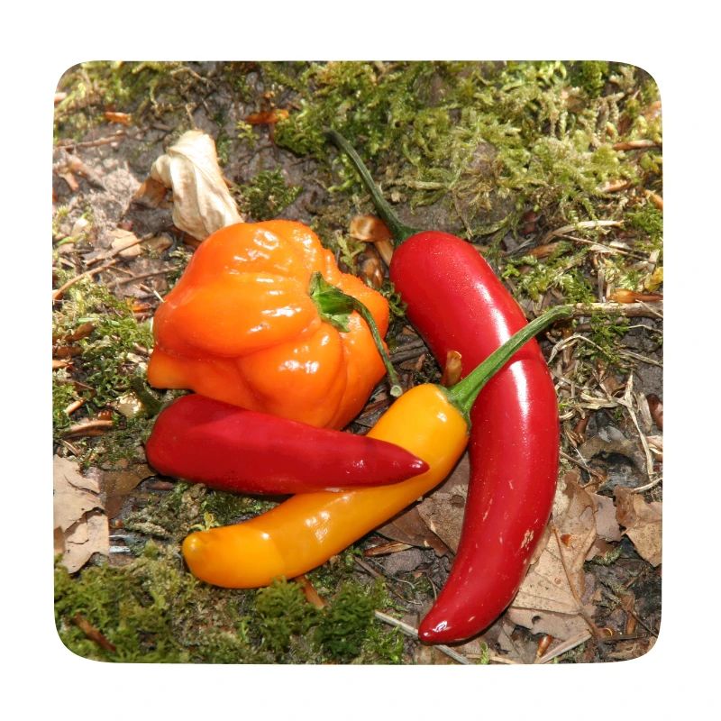 Farbenfrohe CHILI’s
