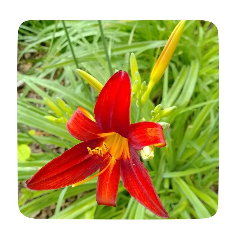 LYS DE FEU