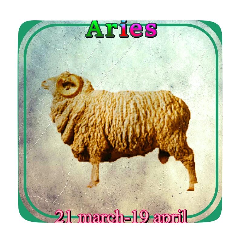 Widder
