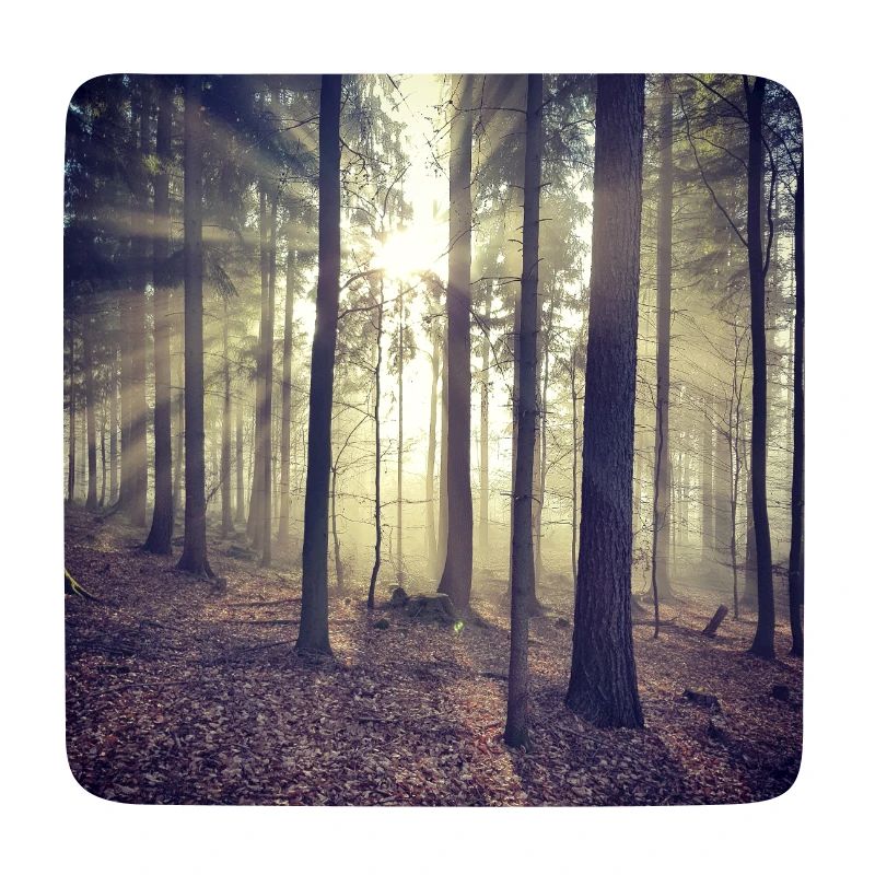 Sunbeams Forest Light