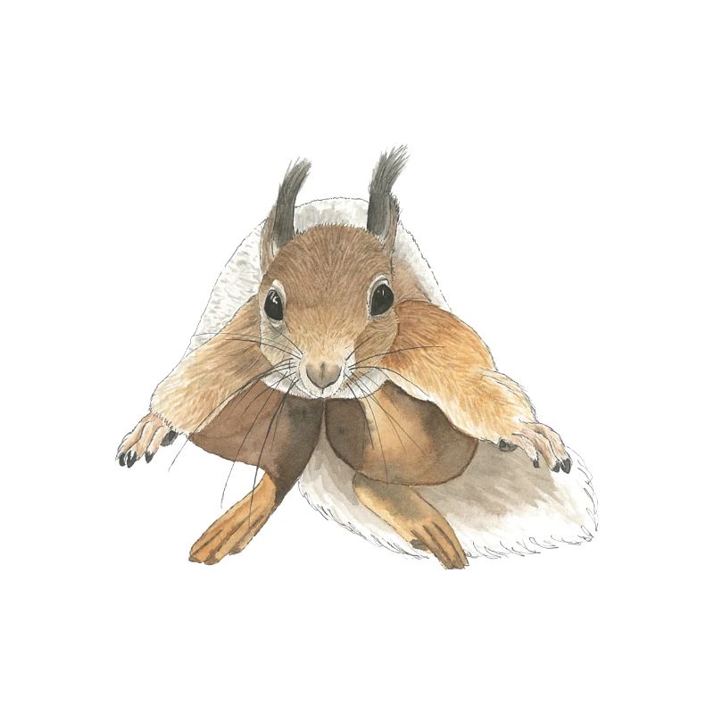 Eichhörnchen springen squirrel