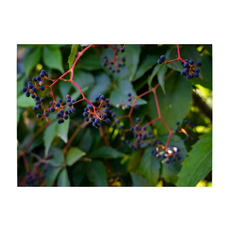 Efeu Beeren