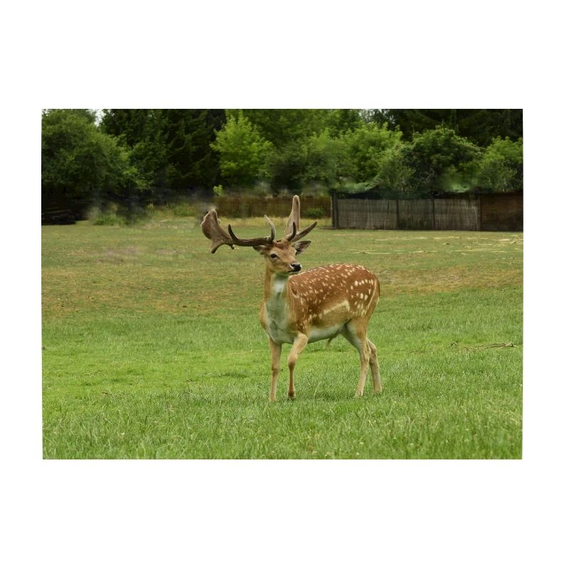 Fallow deer