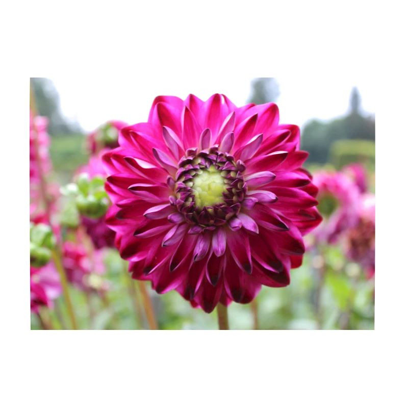 Fleur de Dahlia rouge violet, fleur