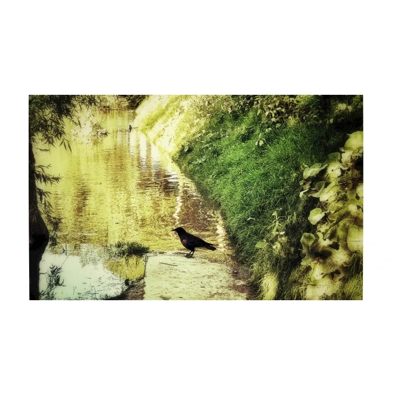 Rabe auf gelbem Fluss