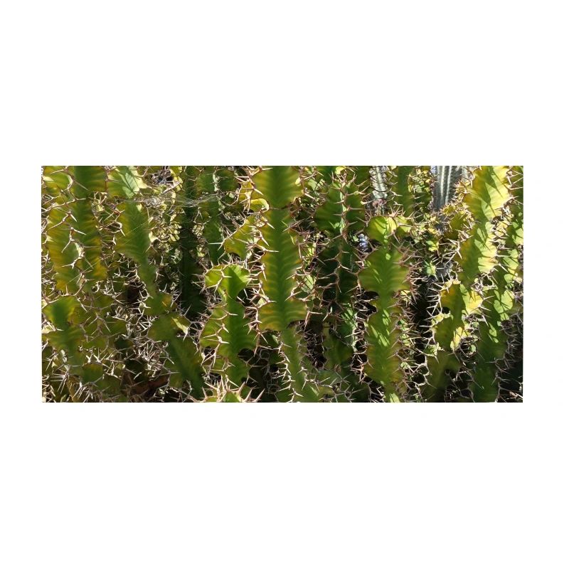 Canarian gorgeus cactus
