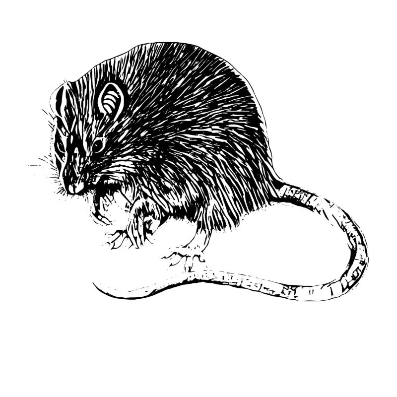 Ratte