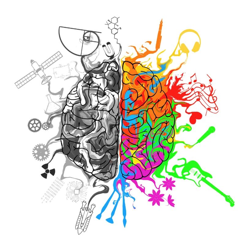Brain halves functions