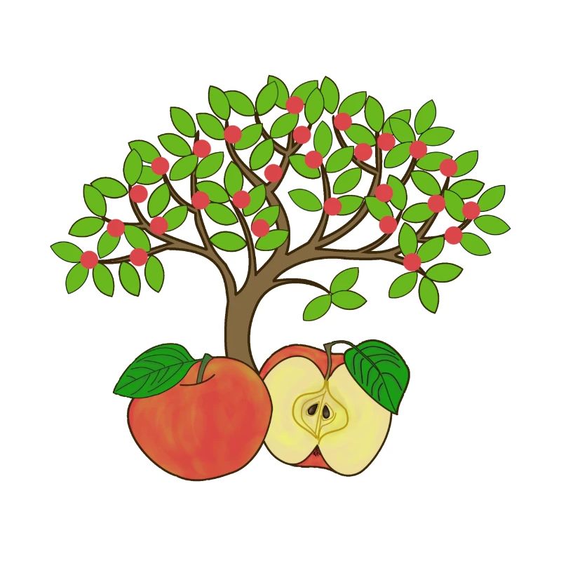 Apple tree, apple
