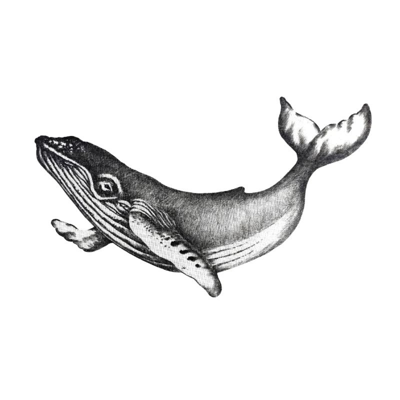 whale