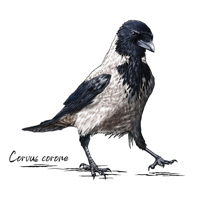 Kråke med hette - Corvus corone