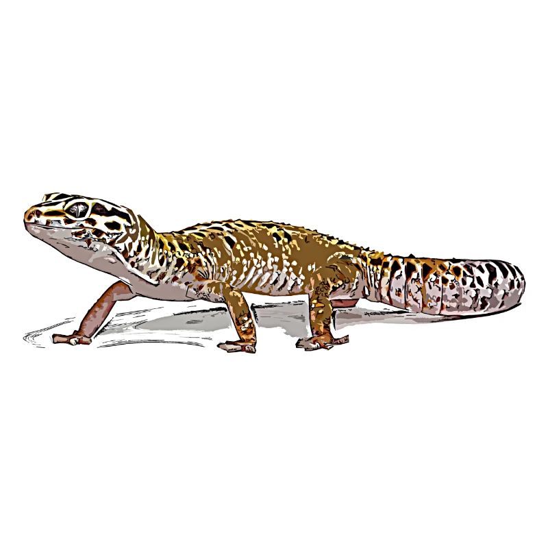 Leopardengecko
