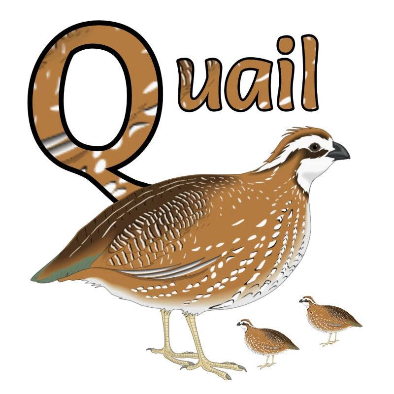 Q For Quail & Chicks