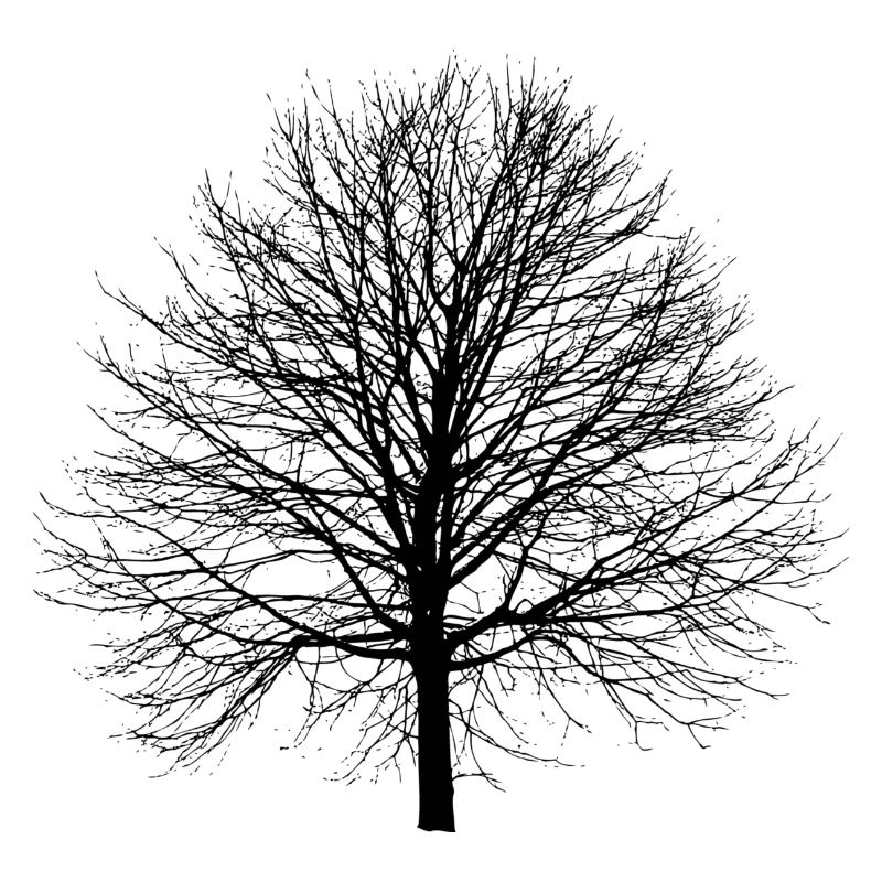 Baum im Winter