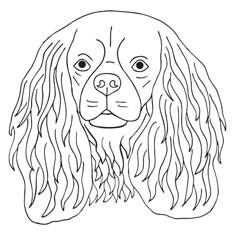 Cavalier King Charles Spaniel