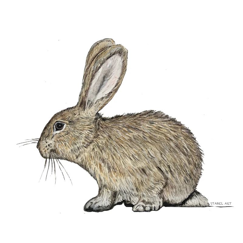 Rabbit / rabbit