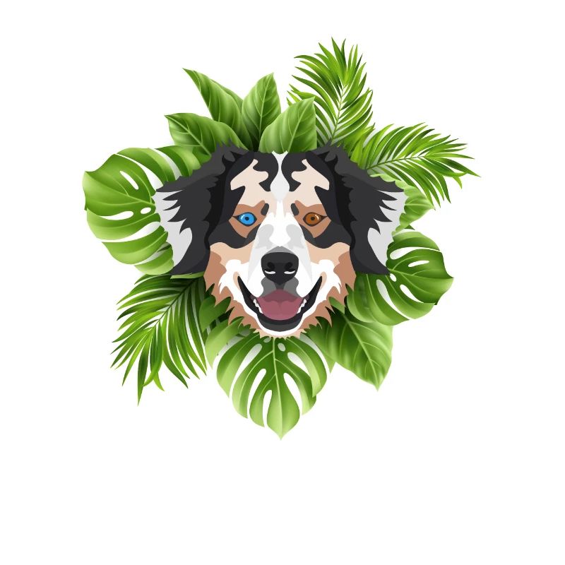 Tropical Australian Shepherd