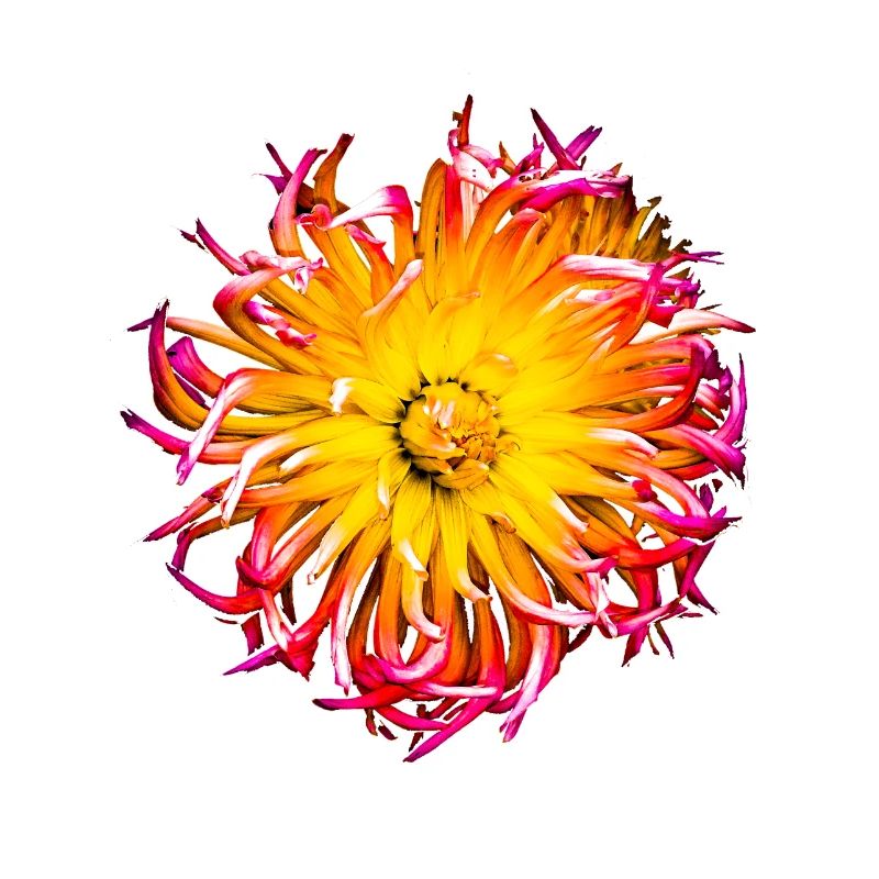 Blume bund