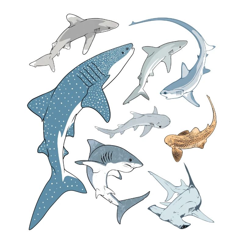 Types de requins Espèces de requins