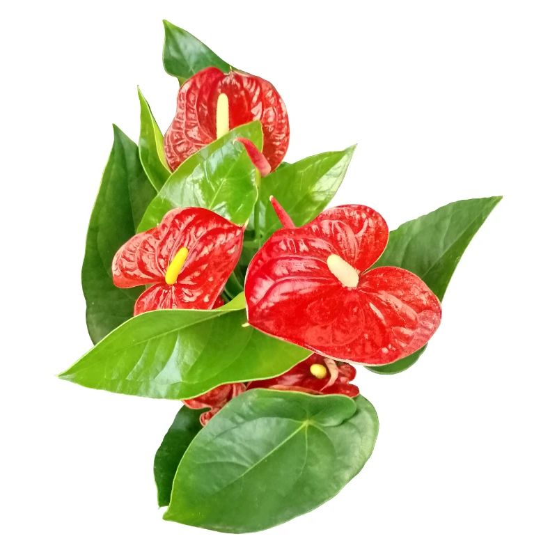 Rote Anthurien Floraledition