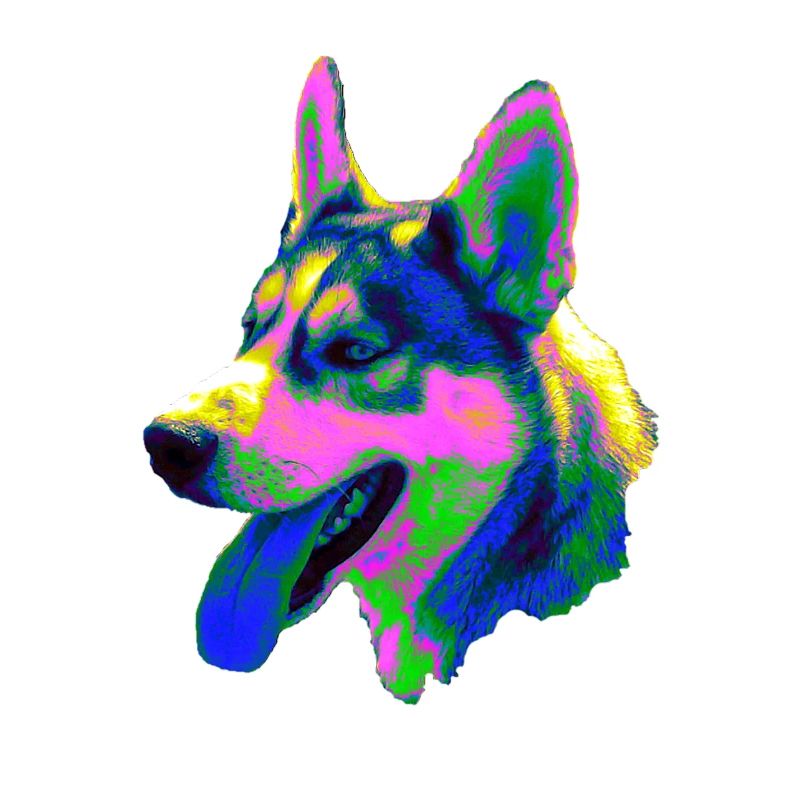 Psychedelic Husky Head Neon Colors