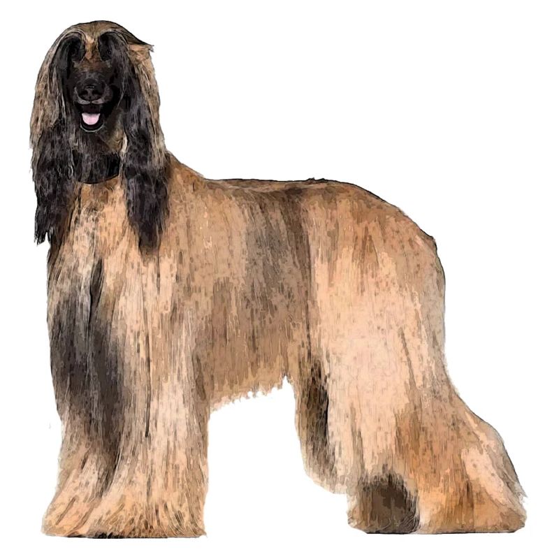 Afghane