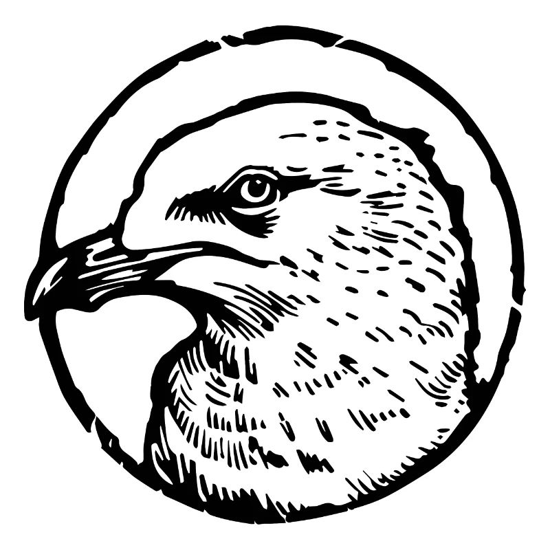Möwe