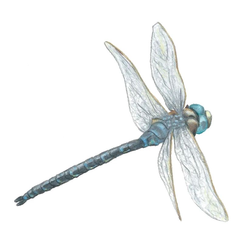 Illustration de libellule sarcelle