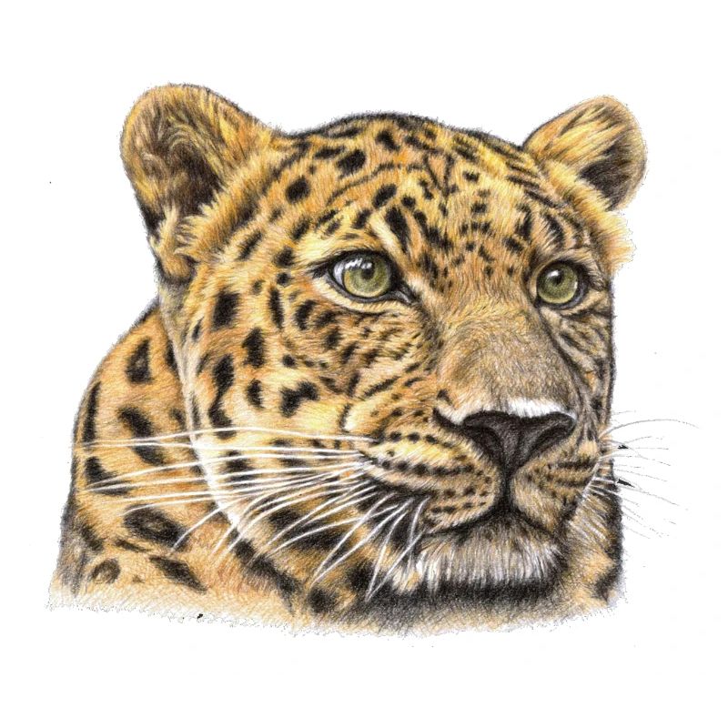 Gepard Aquarell