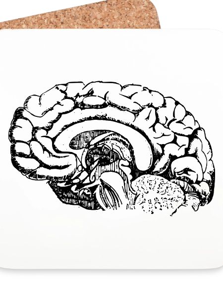 Gehirn Anatomie