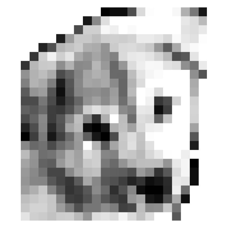 Pixel Jindo chiot