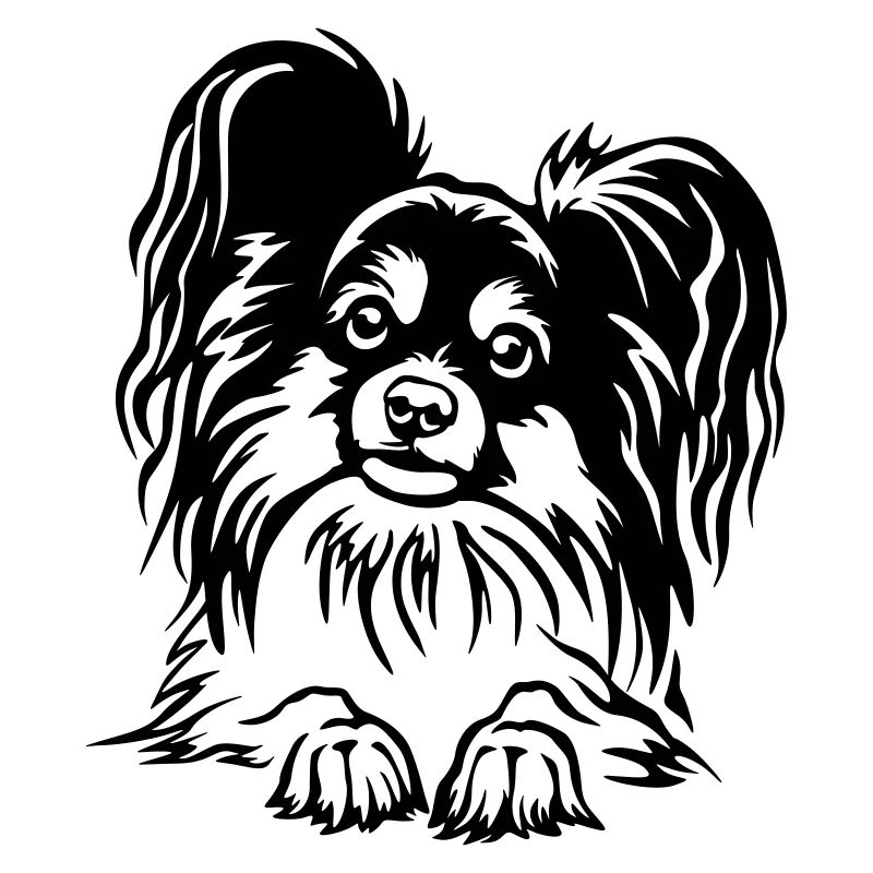 Papillon Kopf