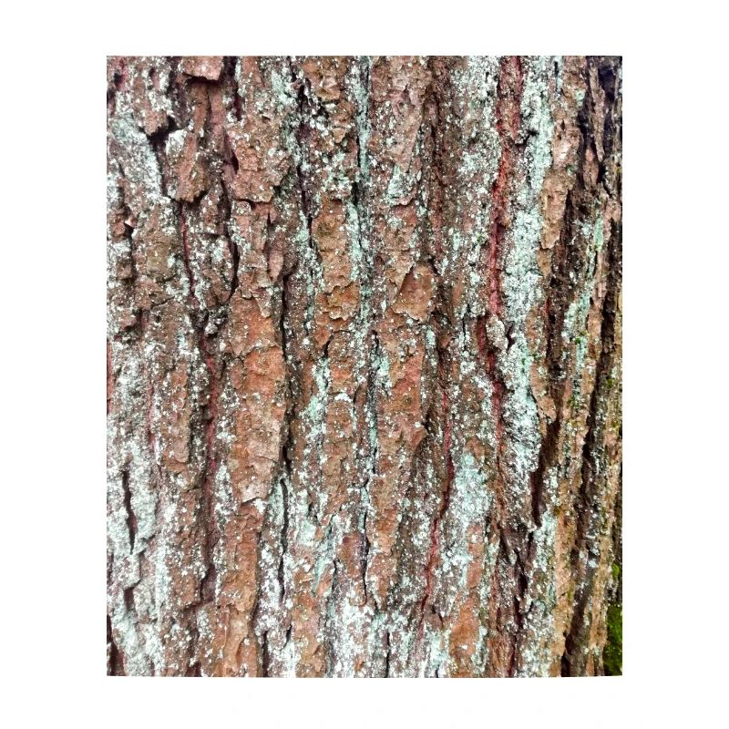 Baum, Holz, Borke, Rinde, Muster