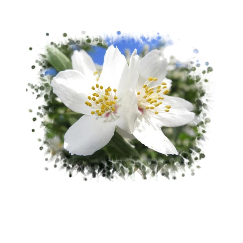 fleurs blanches, fleurs fleurs, fleurs en été, nature