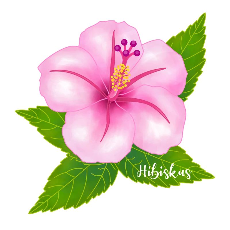 Hibiskus